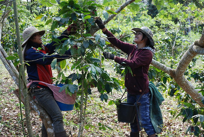 800px-Coffee_Harvest_Laos